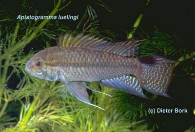 Apistogramma luelingi